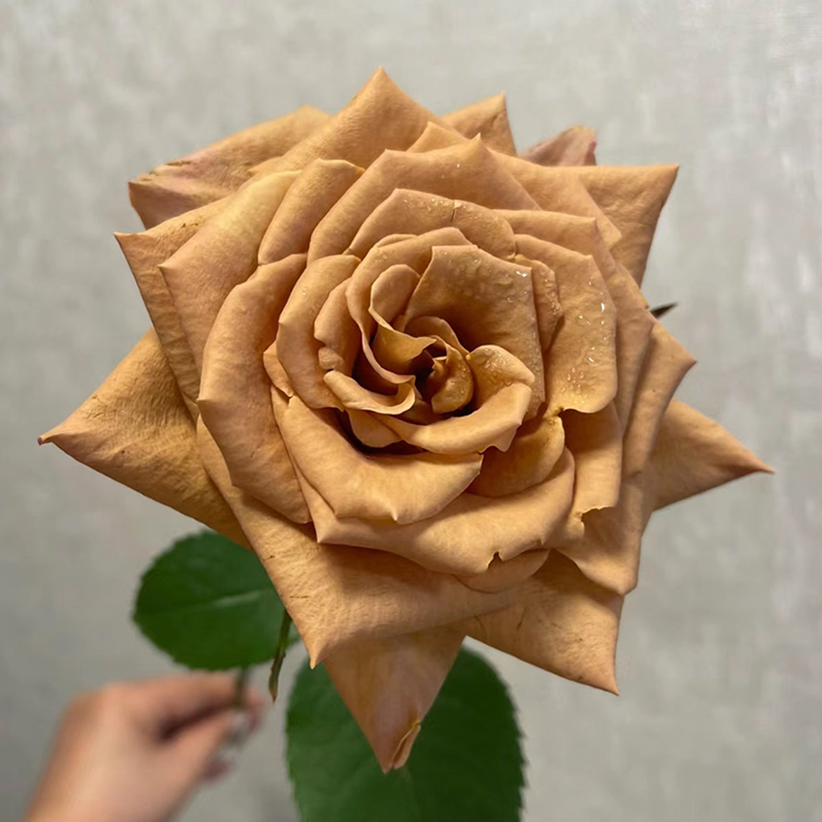 Toffee Ecuador Florist Shrub Rose