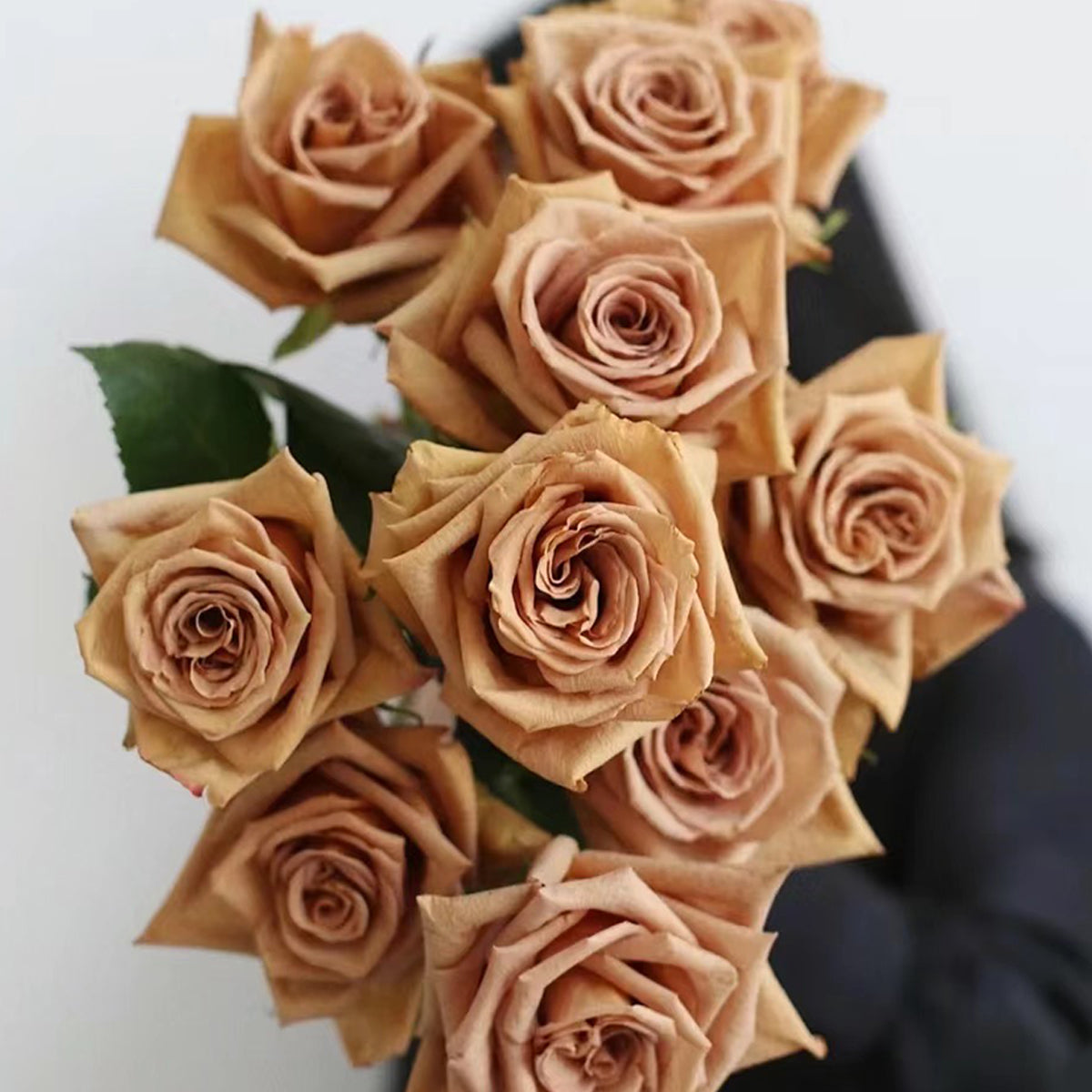 Toffee Ecuador Florist Shrub Rose