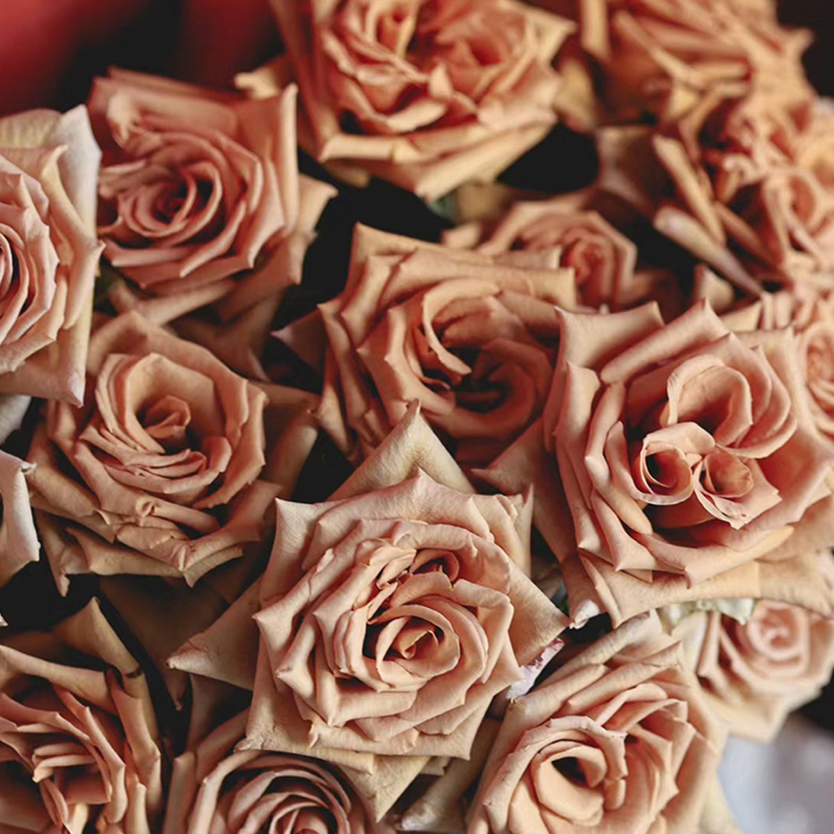 Toffee Ecuador Florist Shrub Rose