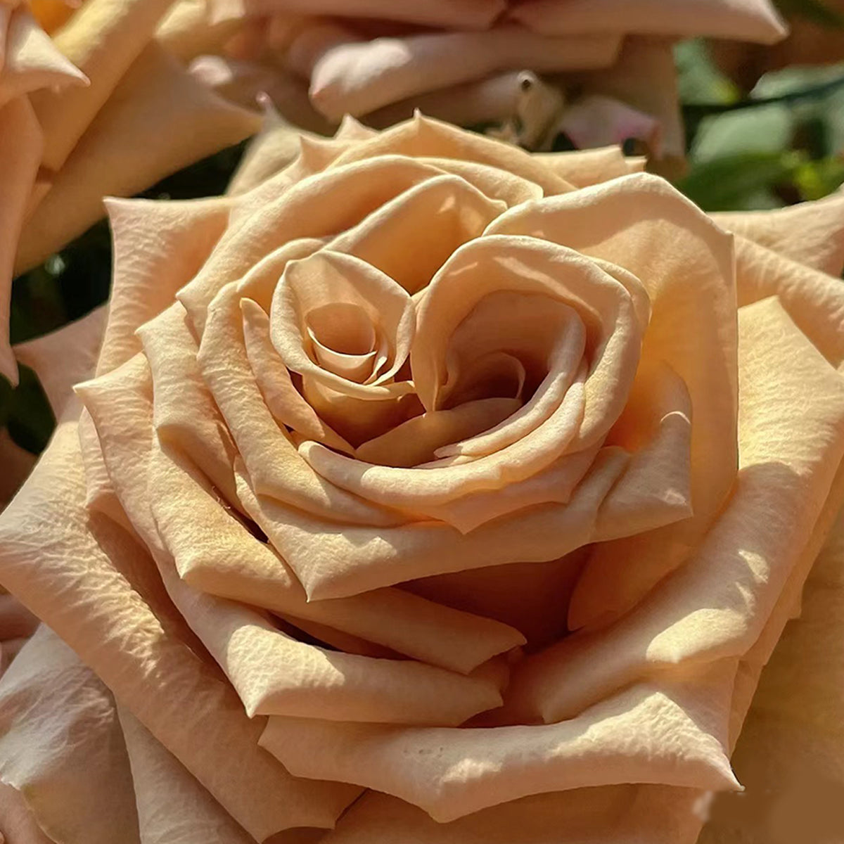 Toffee Ecuador Florist Shrub Rose