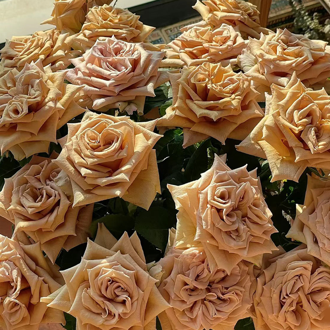 Toffee Ecuador Florist Shrub Rose