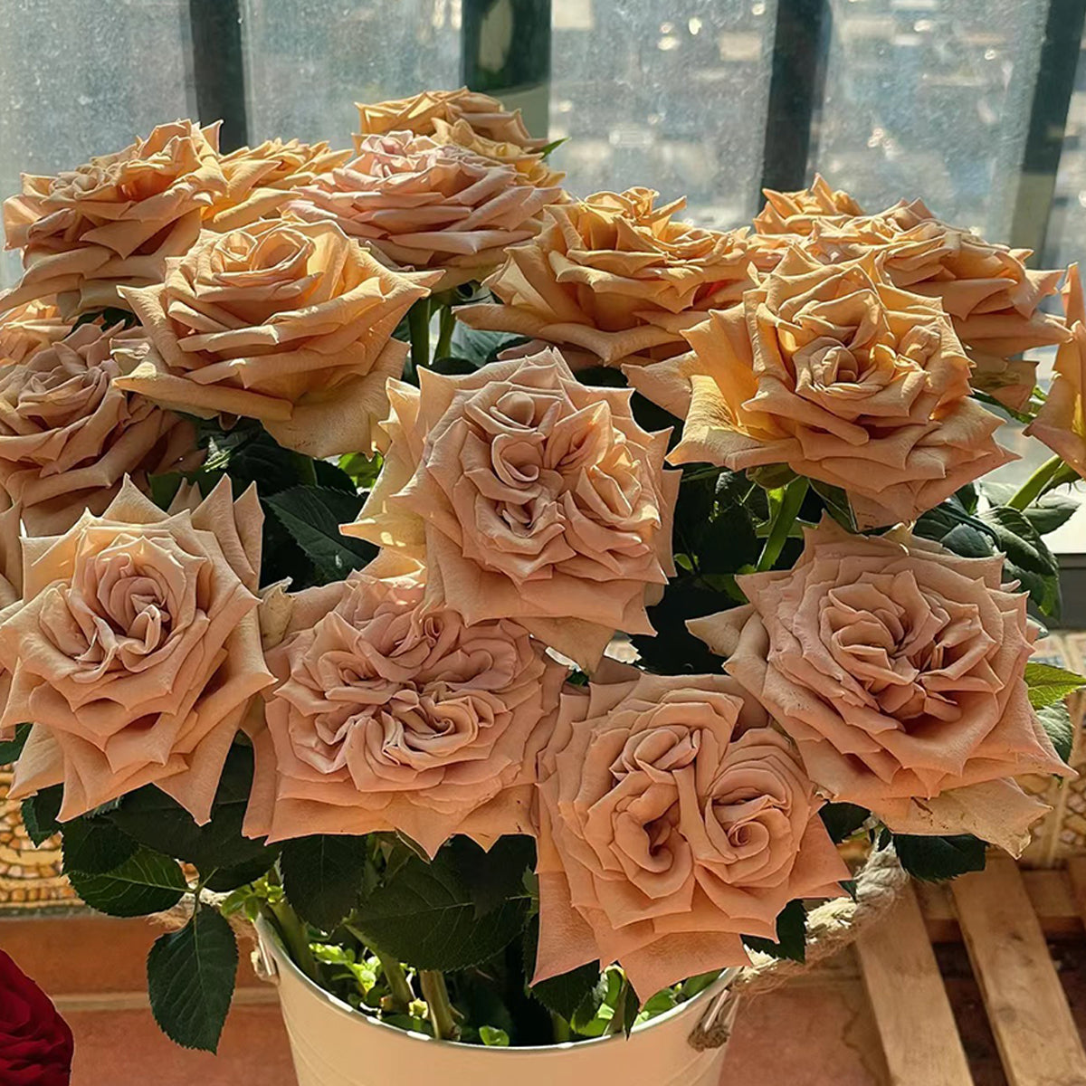 Toffee Ecuador Florist Shrub Rose