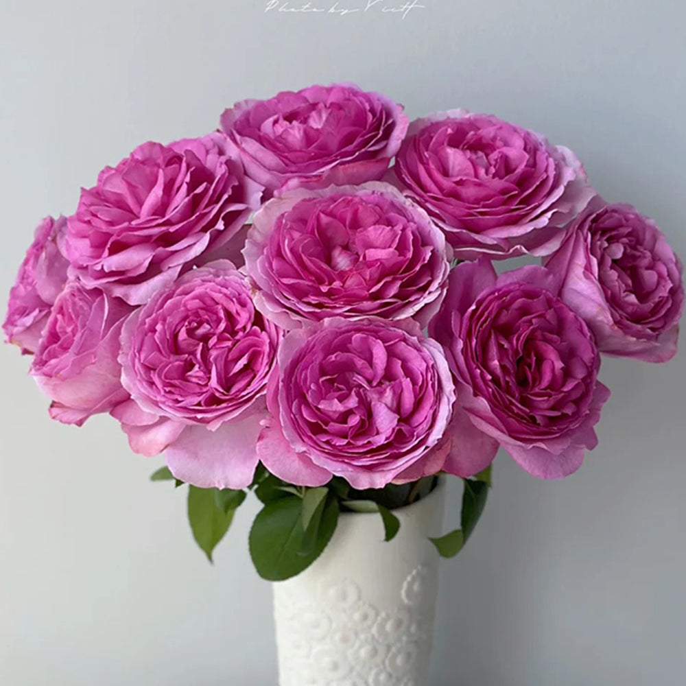 ローズ❤️香水　toko towa Towa Parfum Japanese Florist Shrub Rose For Sale – Highgarden Roses