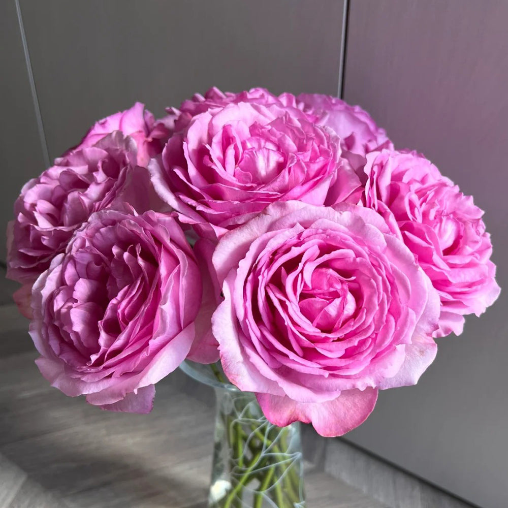 Towa Parfum Japanese Florist Shrub Rose