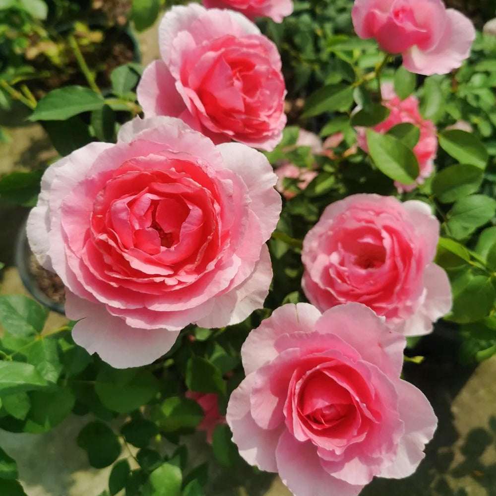 Towa Parfum Japanese Florist Shrub Rose
