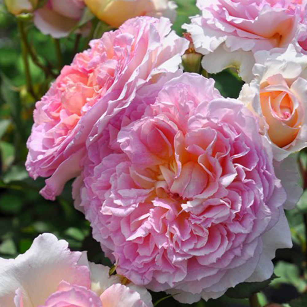 Träumerei Japanese Florist Shrub Rose