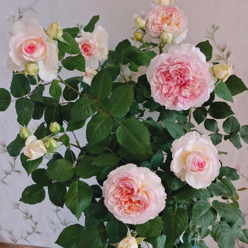 Träumerei Japanese Florist Shrub Rose