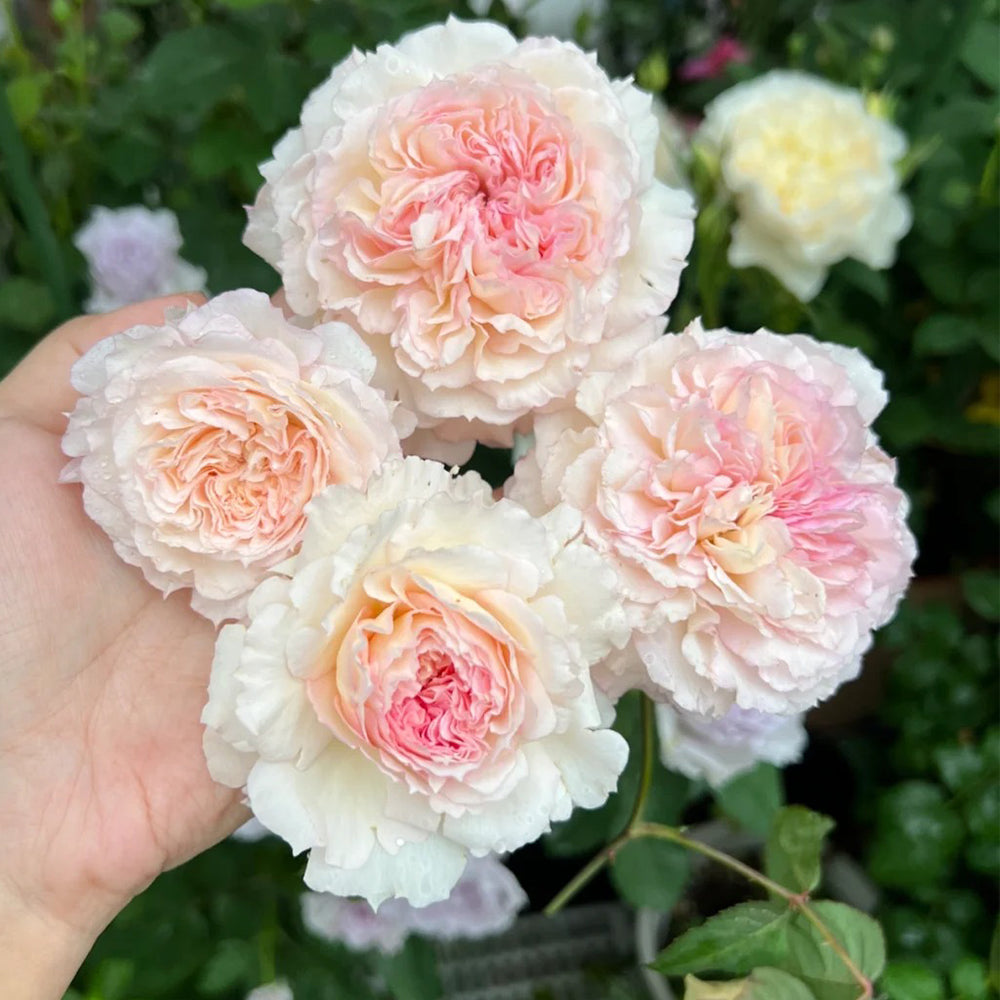 Träumerei Japanese Florist Shrub Rose