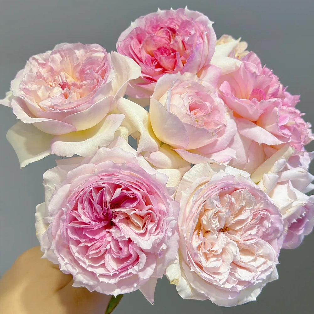 Träumerei Japanese Florist Shrub Rose