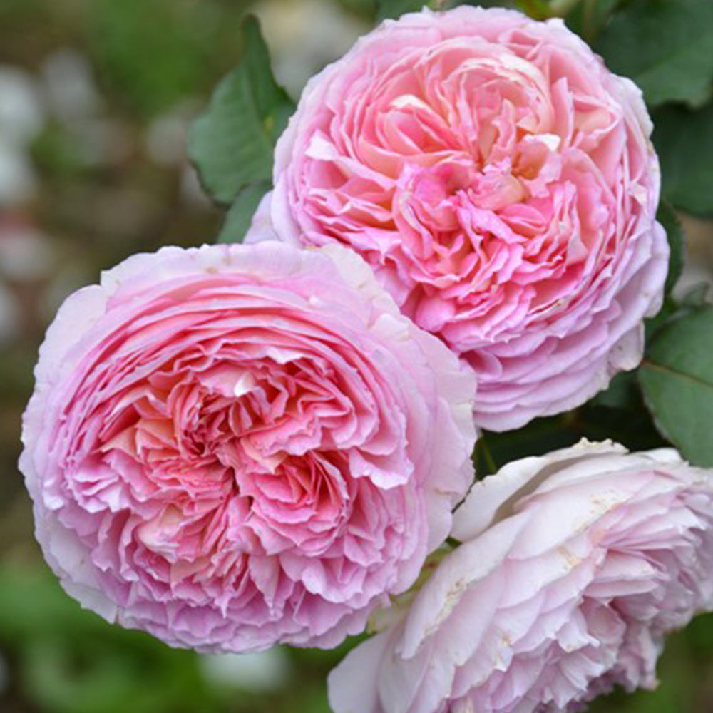 Träumerei Japanese Florist Shrub Rose