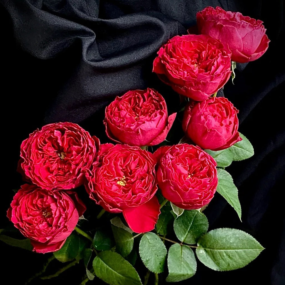 Traviata French Florist Shrub Rose