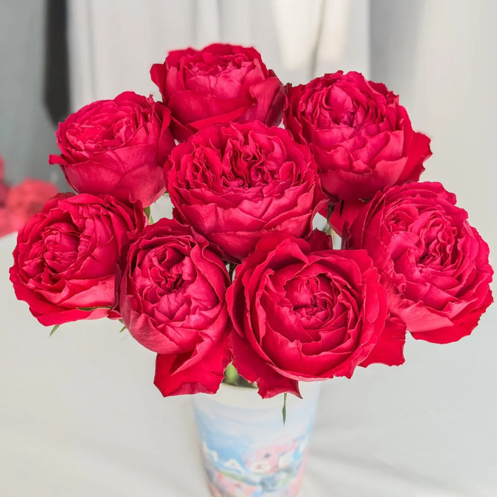 Traviata French Florist Shrub Rose