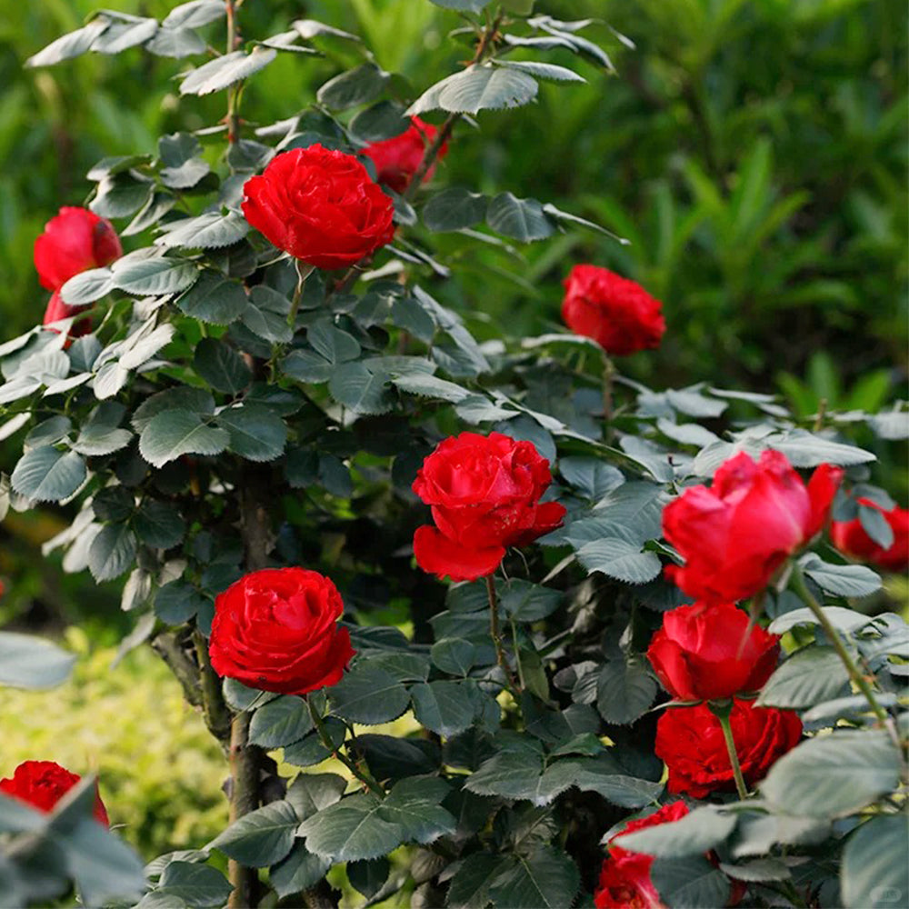 Traviata French Florist Shrub Rose