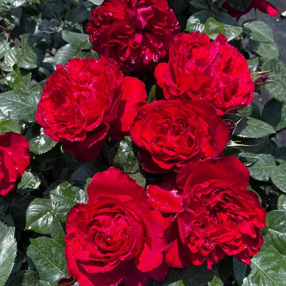 Traviata French Florist Shrub Rose