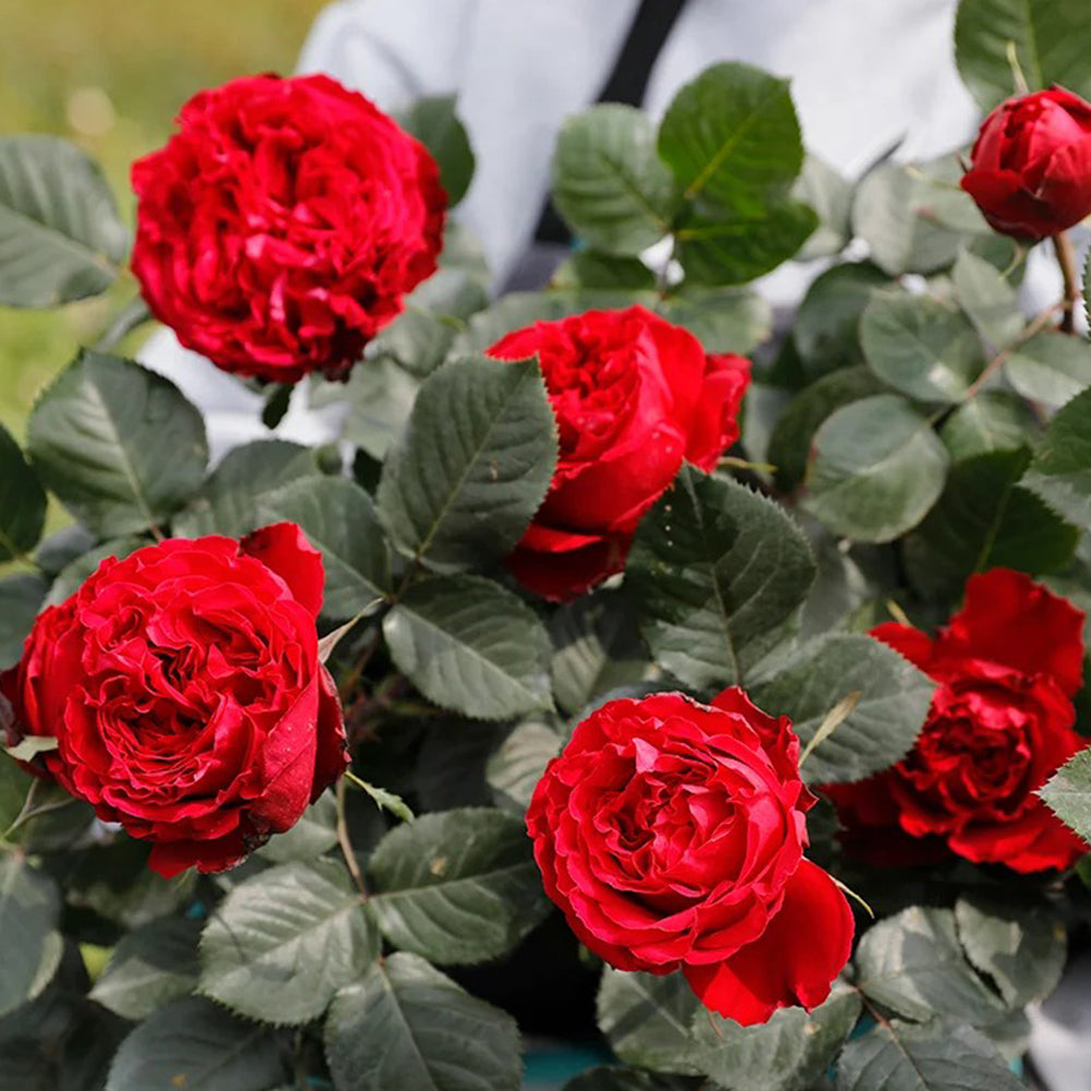 Traviata French Florist Shrub Rose