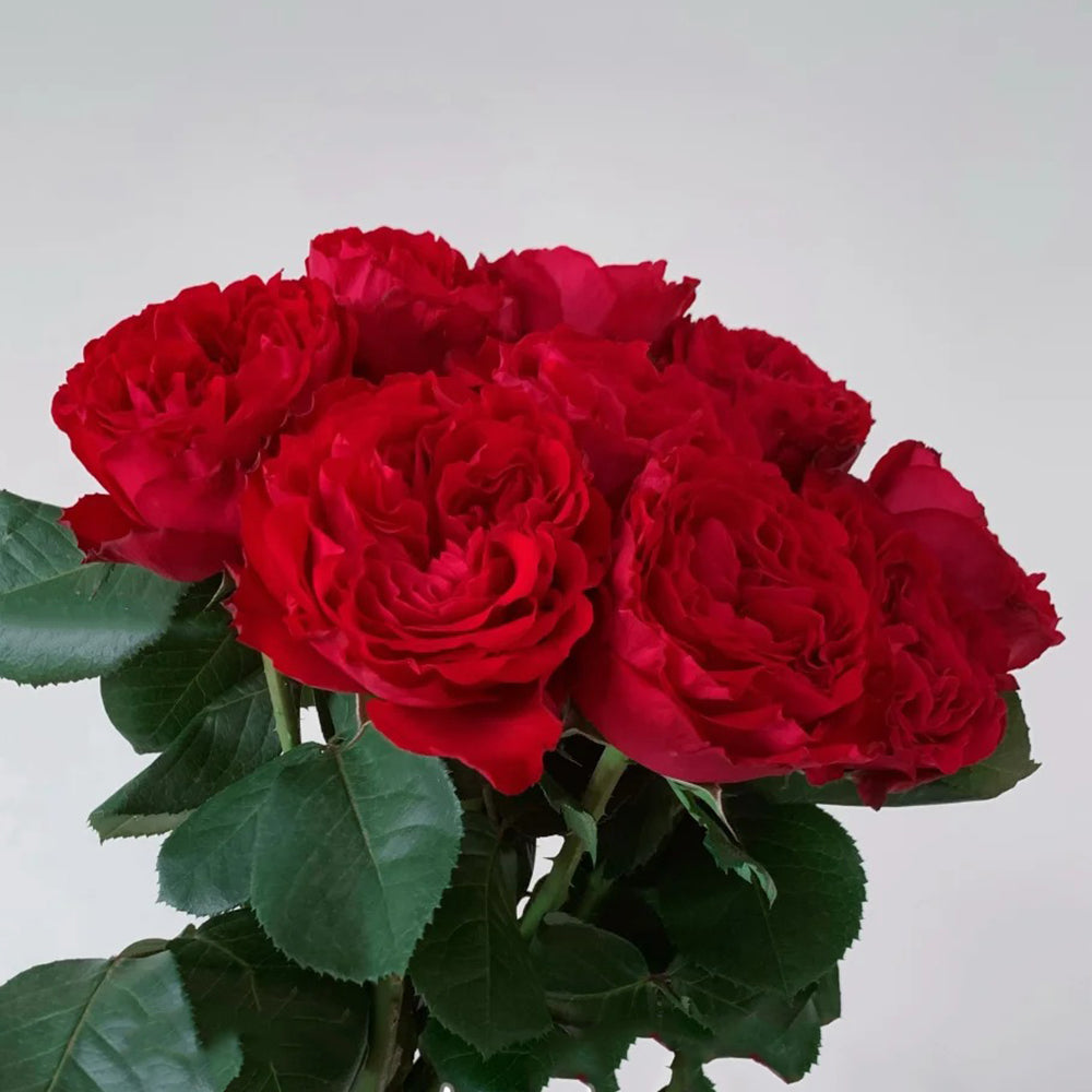 Traviata French Florist Shrub Rose