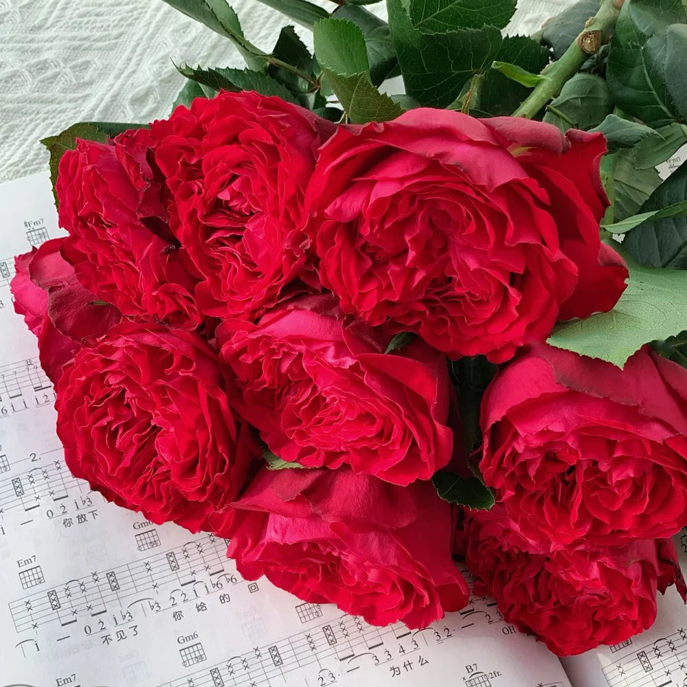 Traviata French Florist Shrub Rose