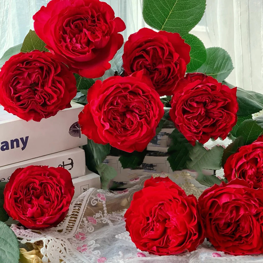 Traviata French Florist Shrub Rose