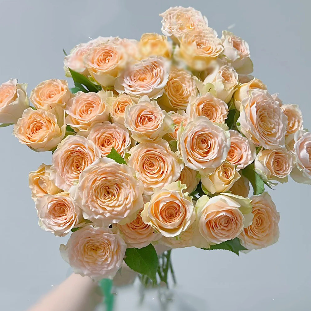 German Florist Shrub Rose Inspired by Tropicana