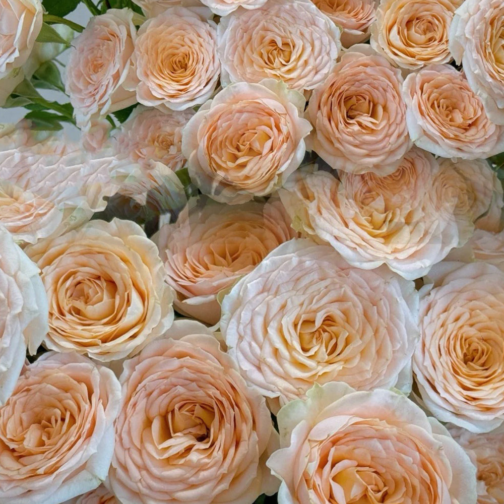 German Florist Shrub Rose Inspired by Tropicana