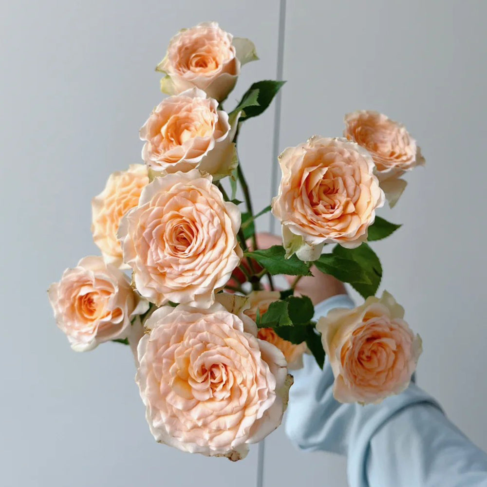 German Florist Shrub Rose Inspired by Tropicana
