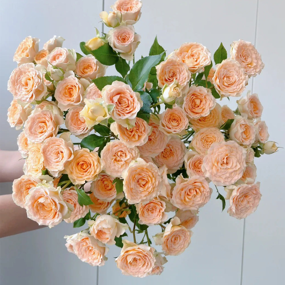 German Florist Shrub Rose Inspired by Tropicana
