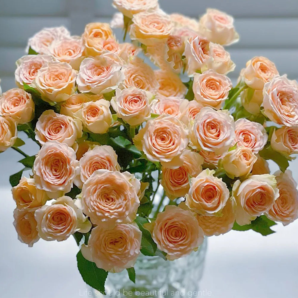 German Florist Shrub Rose Inspired by Tropicana