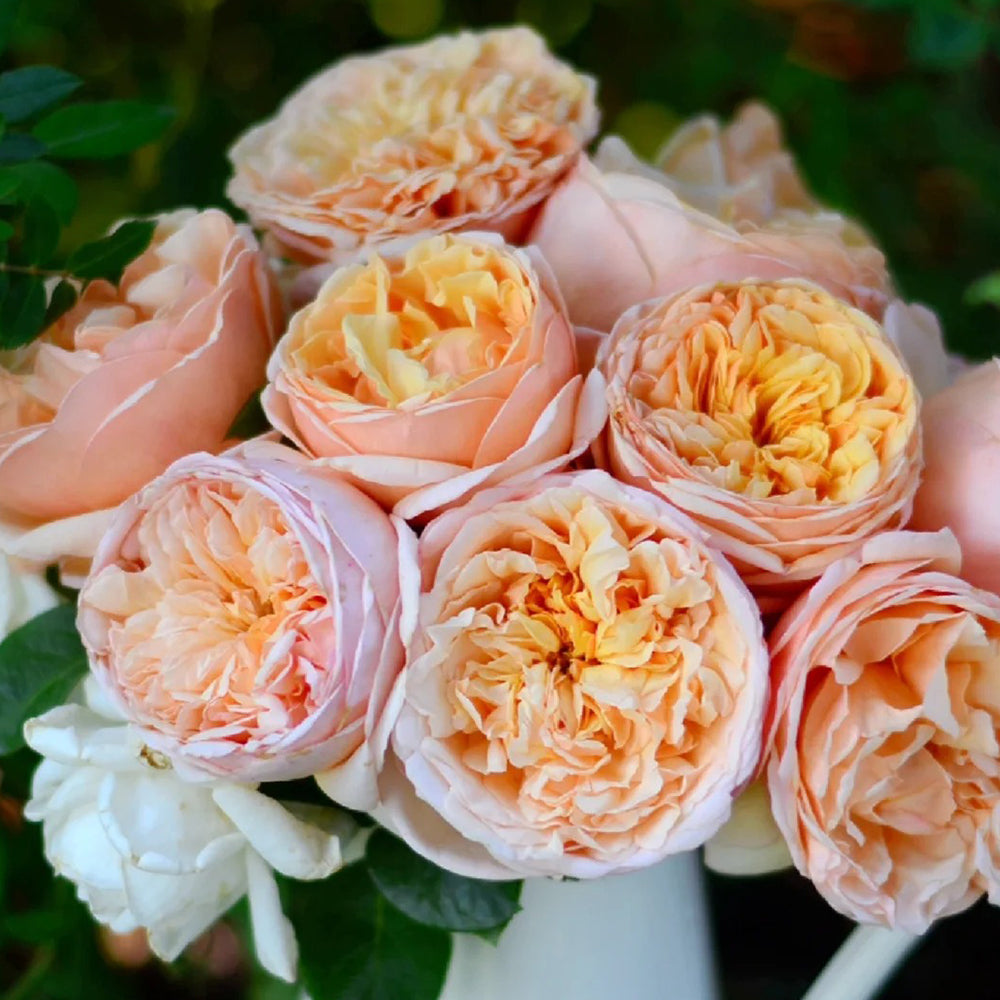 German Florist Shrub Rose Inspired by Tropicana