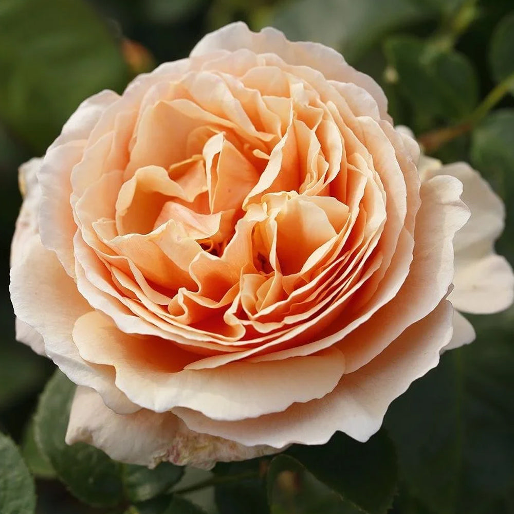 German Florist Shrub Rose Inspired by Tropicana