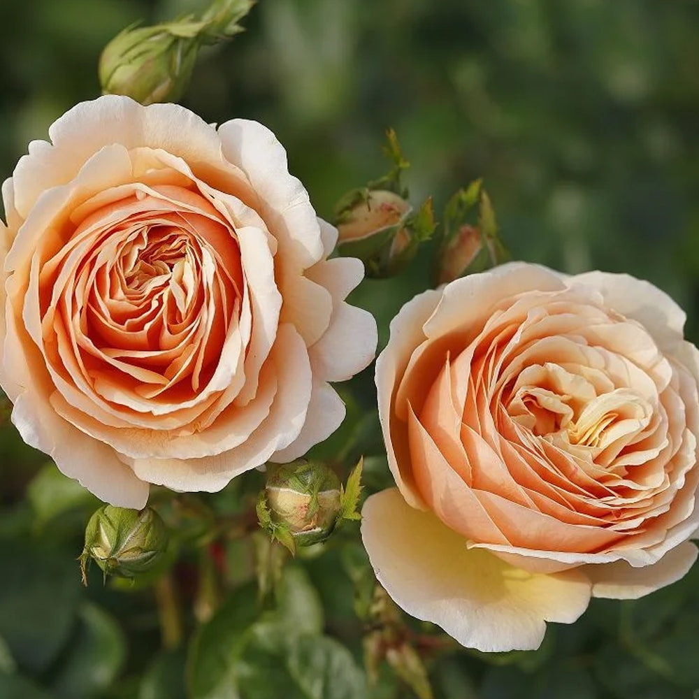 German Florist Shrub Rose Inspired by Tropicana
