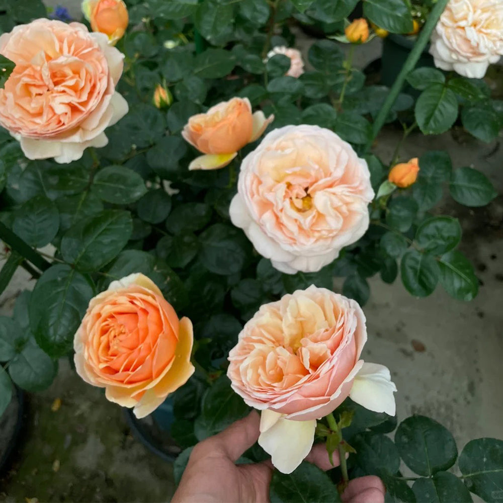 German Florist Shrub Rose Inspired by Tropicana