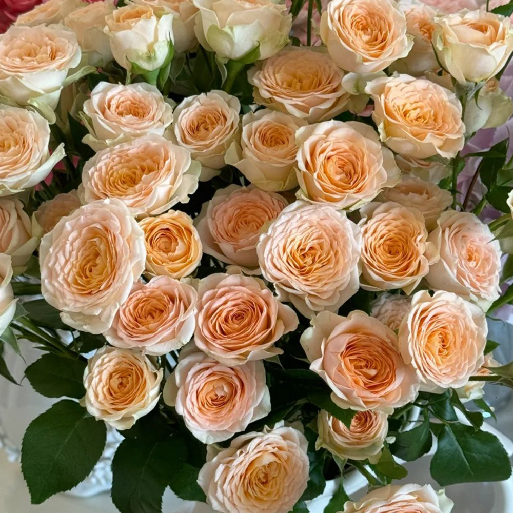 German Florist Shrub Rose Inspired by Tropicana