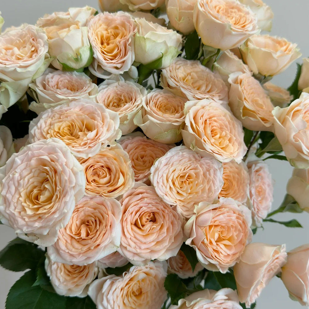 German Florist Shrub Rose Inspired by Tropicana
