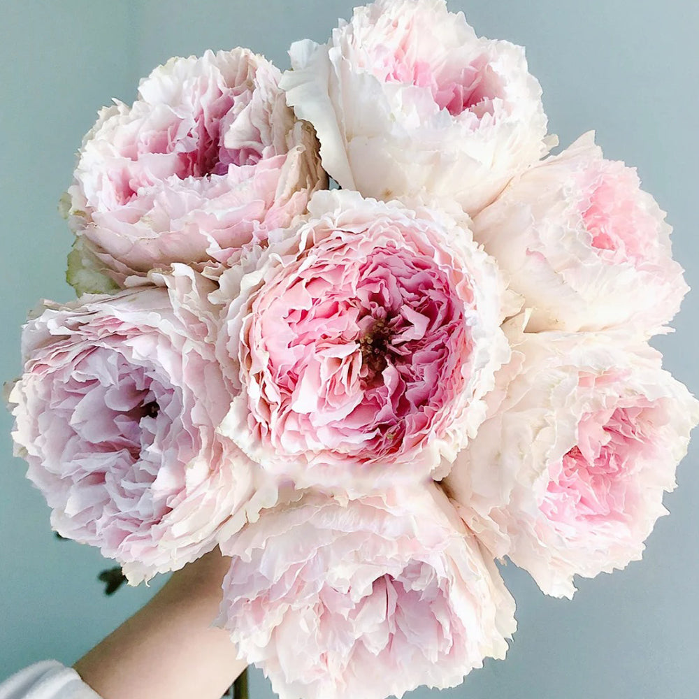Tsumugi Fuli Japanese Florist Shrub Rose