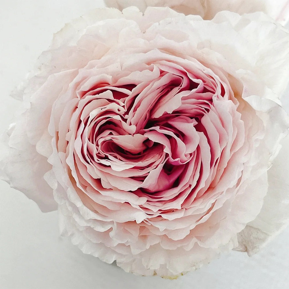 Tsumugi Fuli Japanese Florist Shrub Rose