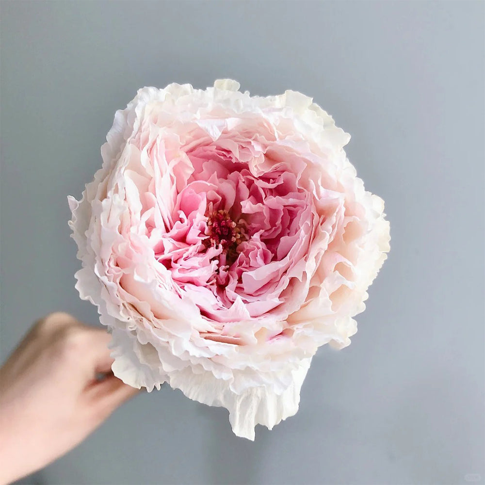 Tsumugi Fuli Japanese Florist Shrub Rose