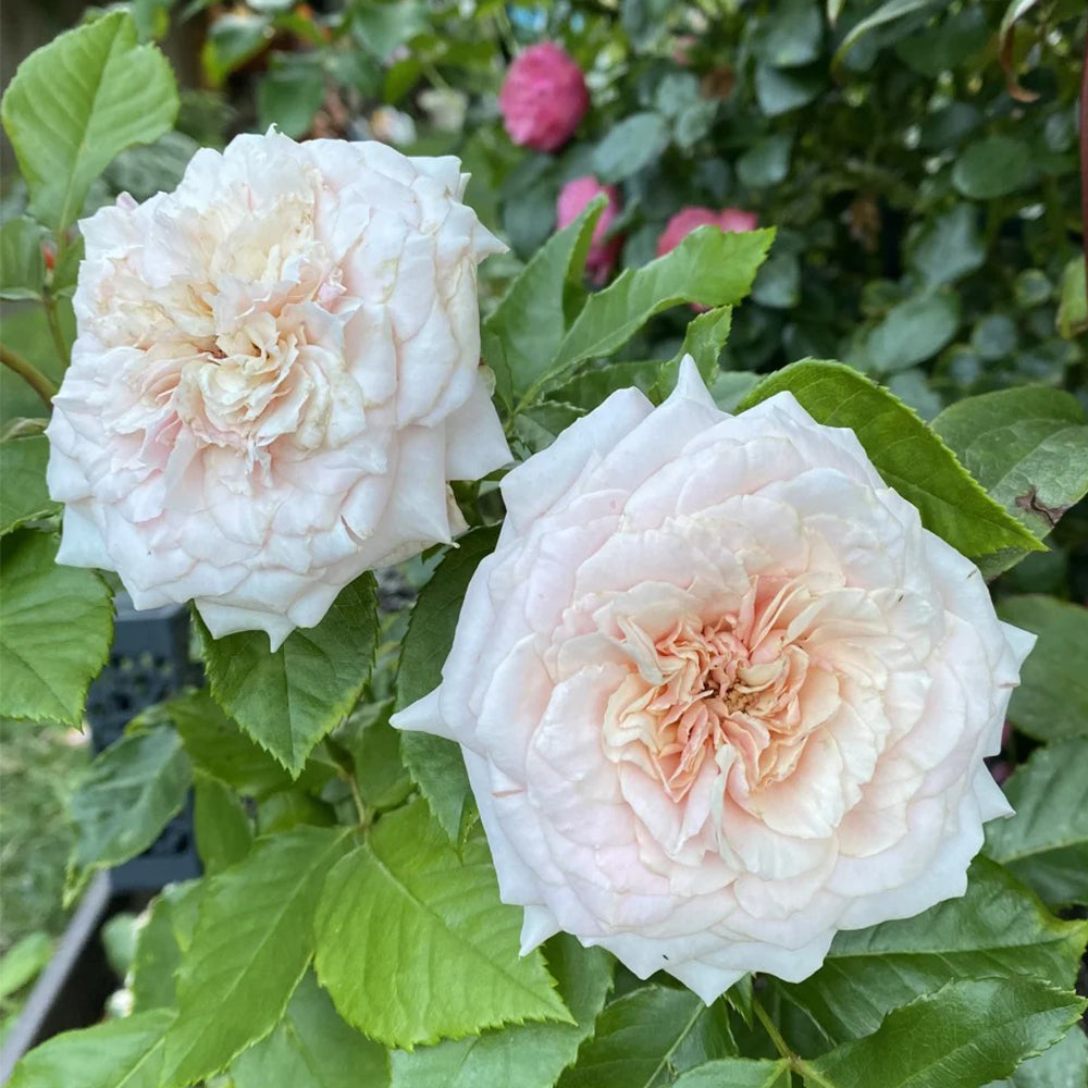 Tsumugi Fuli Japanese Florist Shrub Rose