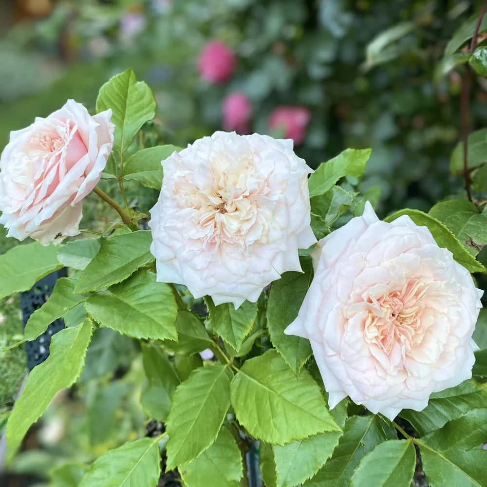 Tsumugi Fuli Japanese Florist Shrub Rose