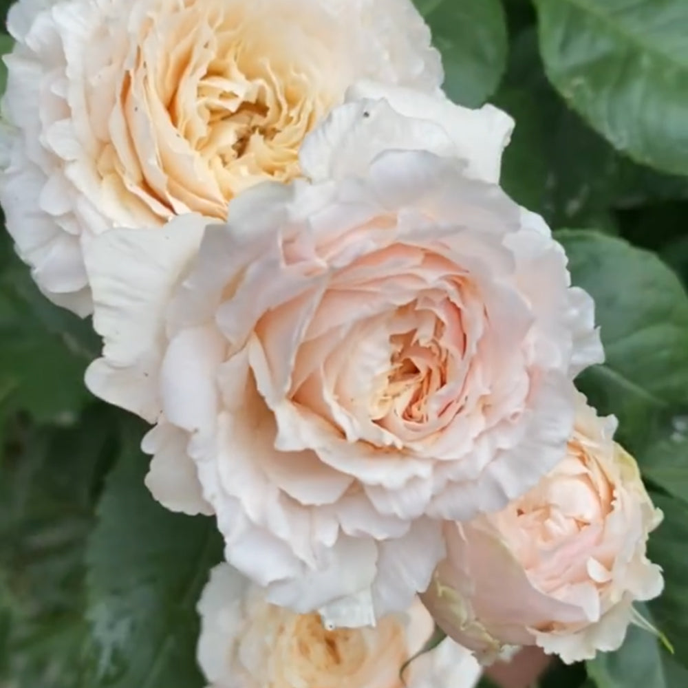 Tsumugi Fuli Japanese Florist Shrub Rose