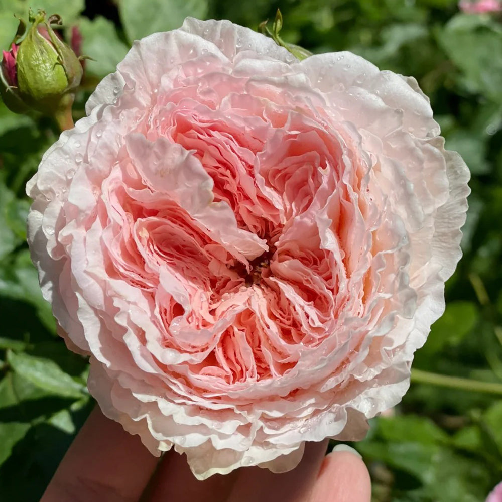 Tsumugi Fuli Japanese Florist Shrub Rose