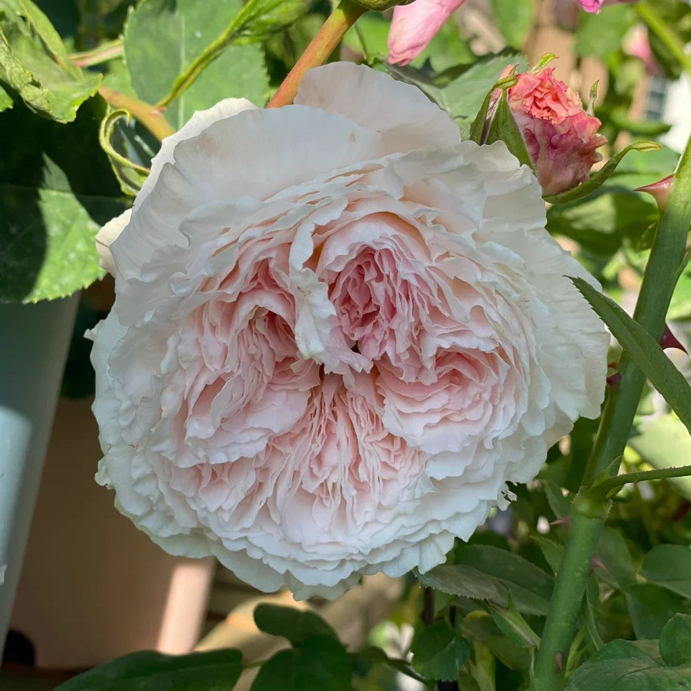 Tsumugi Fuli Japanese Florist Shrub Rose
