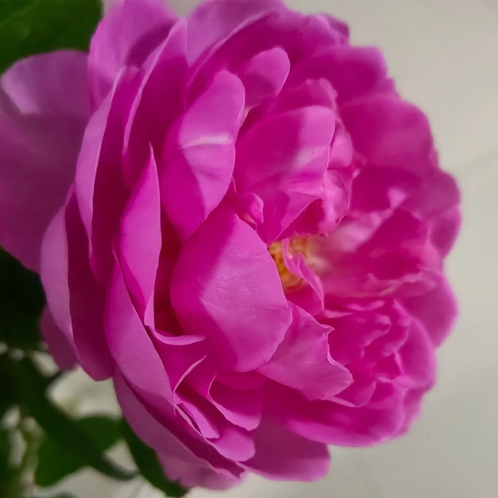 Tsukiyomi Japanese Florist Shrub Rose