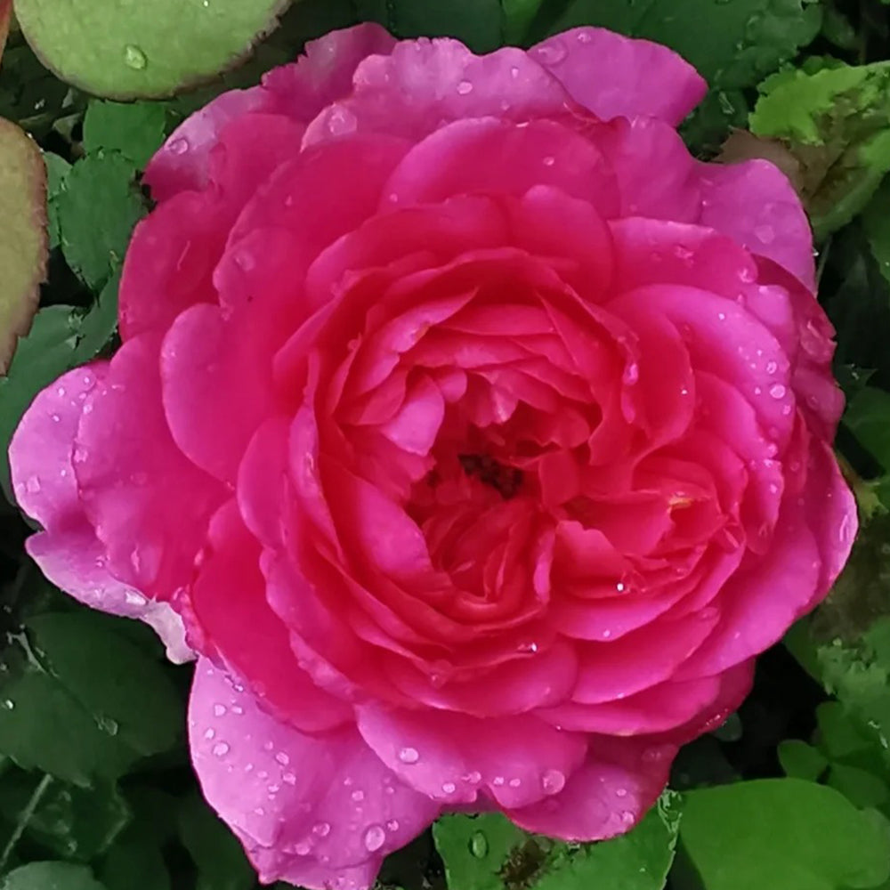 Tsukiyomi Japanese Florist Shrub Rose