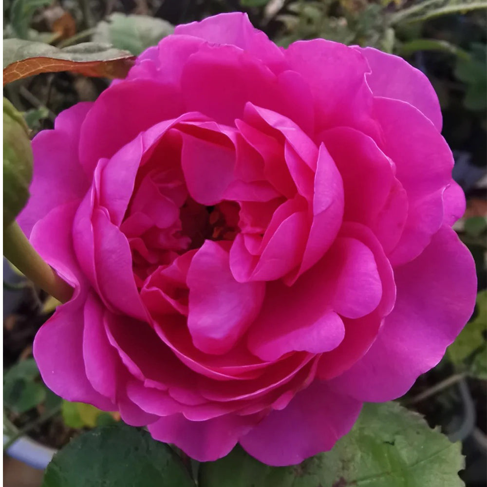 Tsukiyomi Japanese Florist Shrub Rose