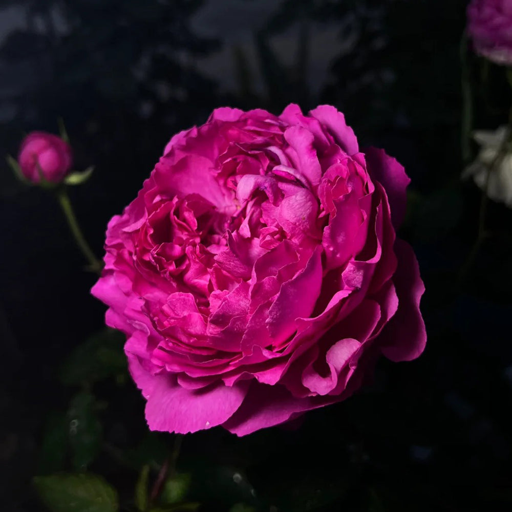 Tsukiyomi Japanese Florist Shrub Rose