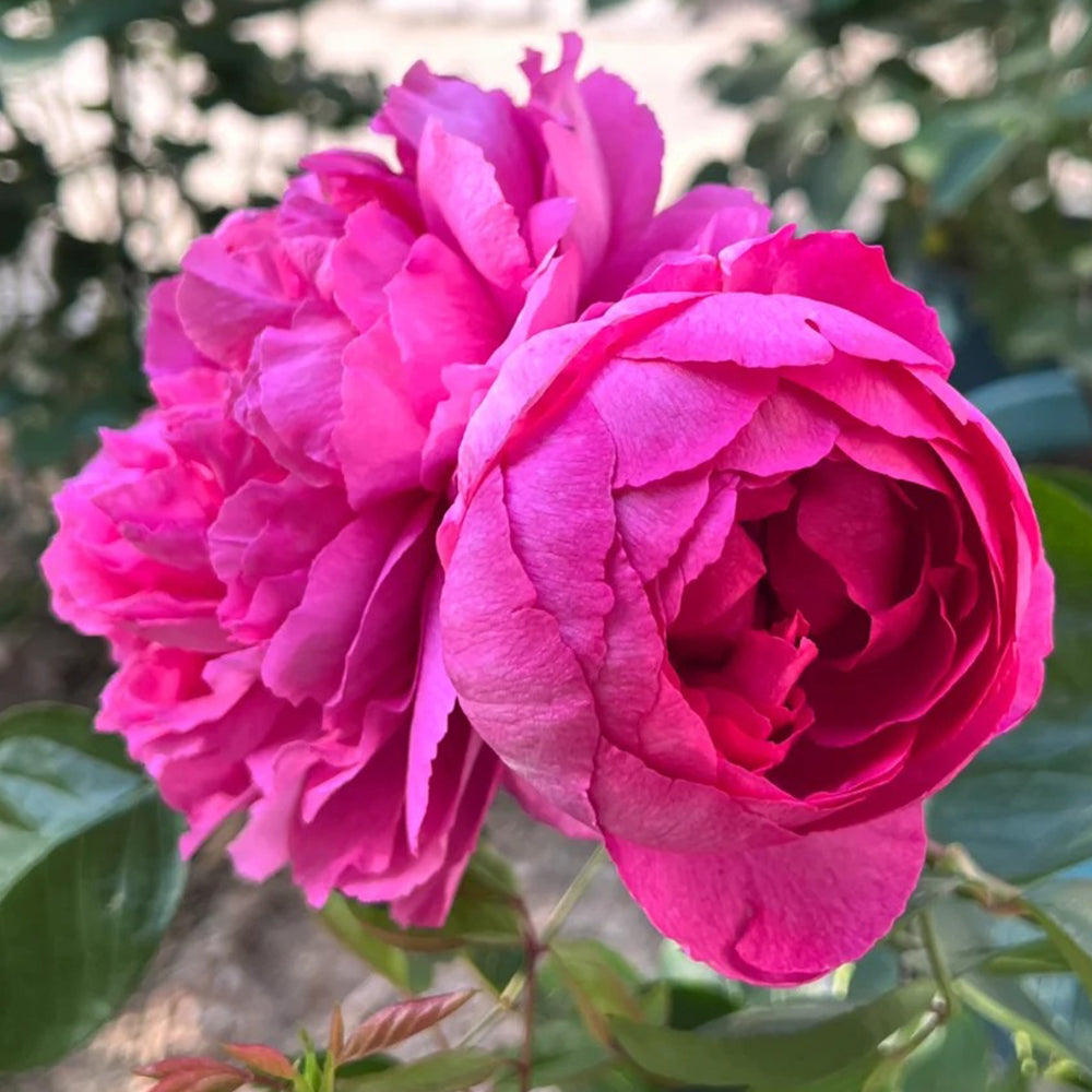 Tsukiyomi Japanese Florist Shrub Rose