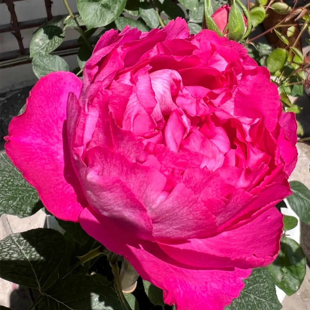 Tsukiyomi Japanese Florist Shrub Rose