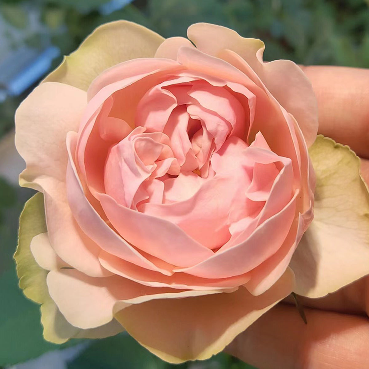 Dutch Florist Shrub Rose Inspired by Unforgettable