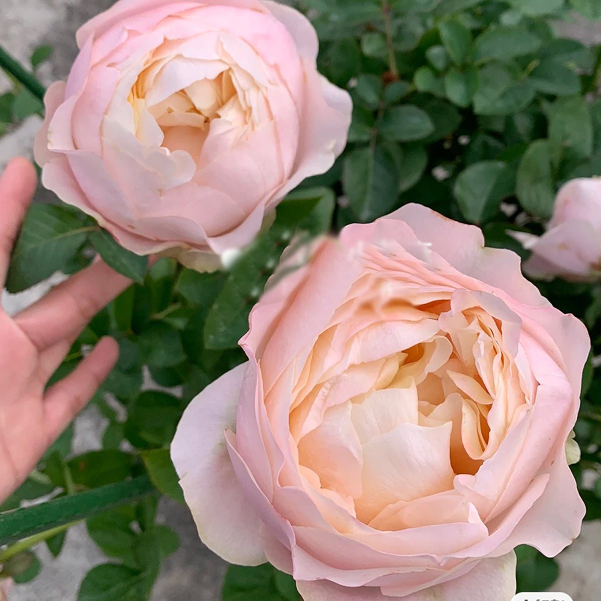 Dutch Florist Shrub Rose Inspired by Unforgettable