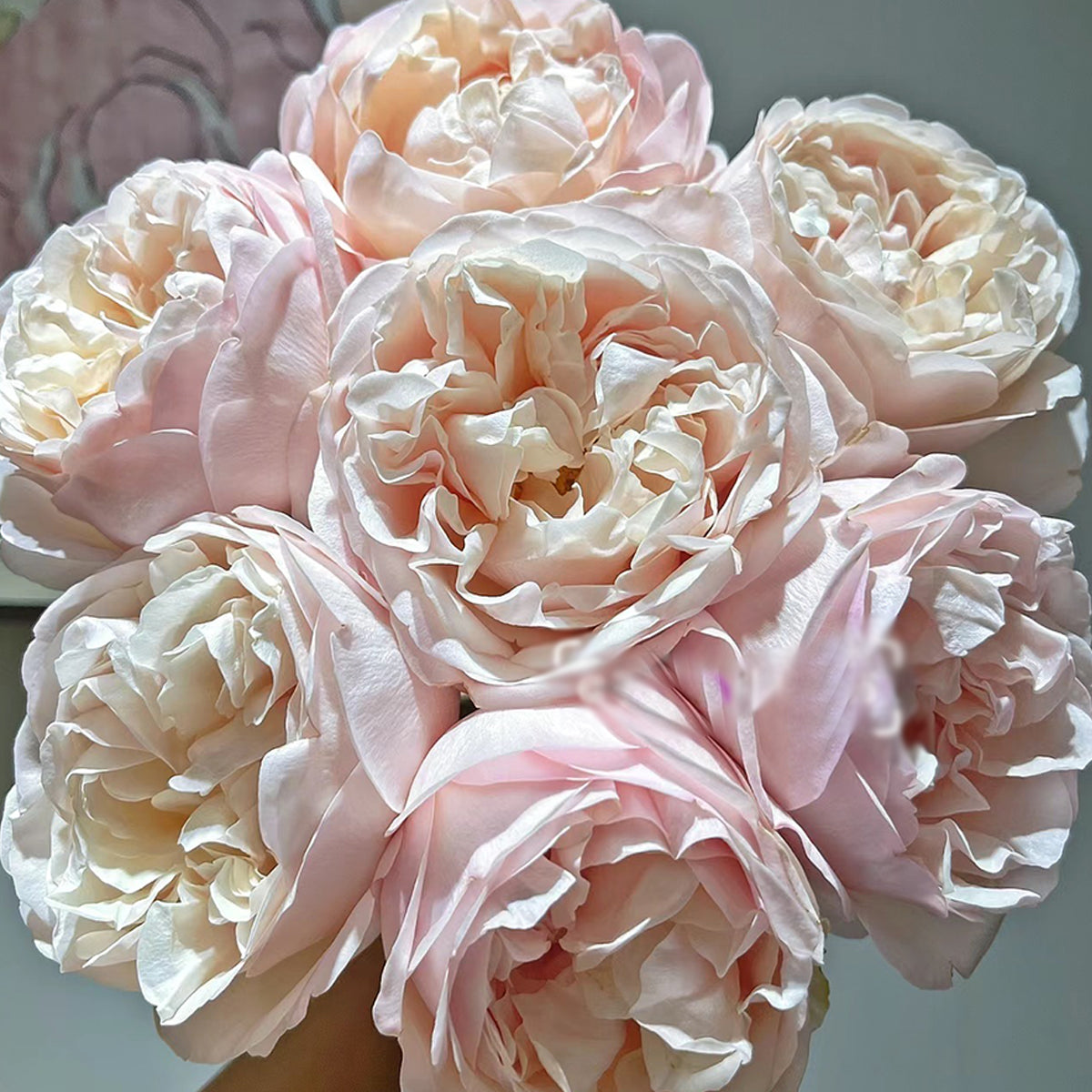 Dutch Florist Shrub Rose Inspired by Unforgettable